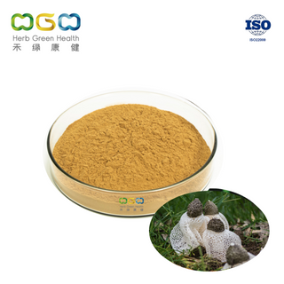 Dictyophora Indusiata Bamboo Fungus Mushroom Extract Powder